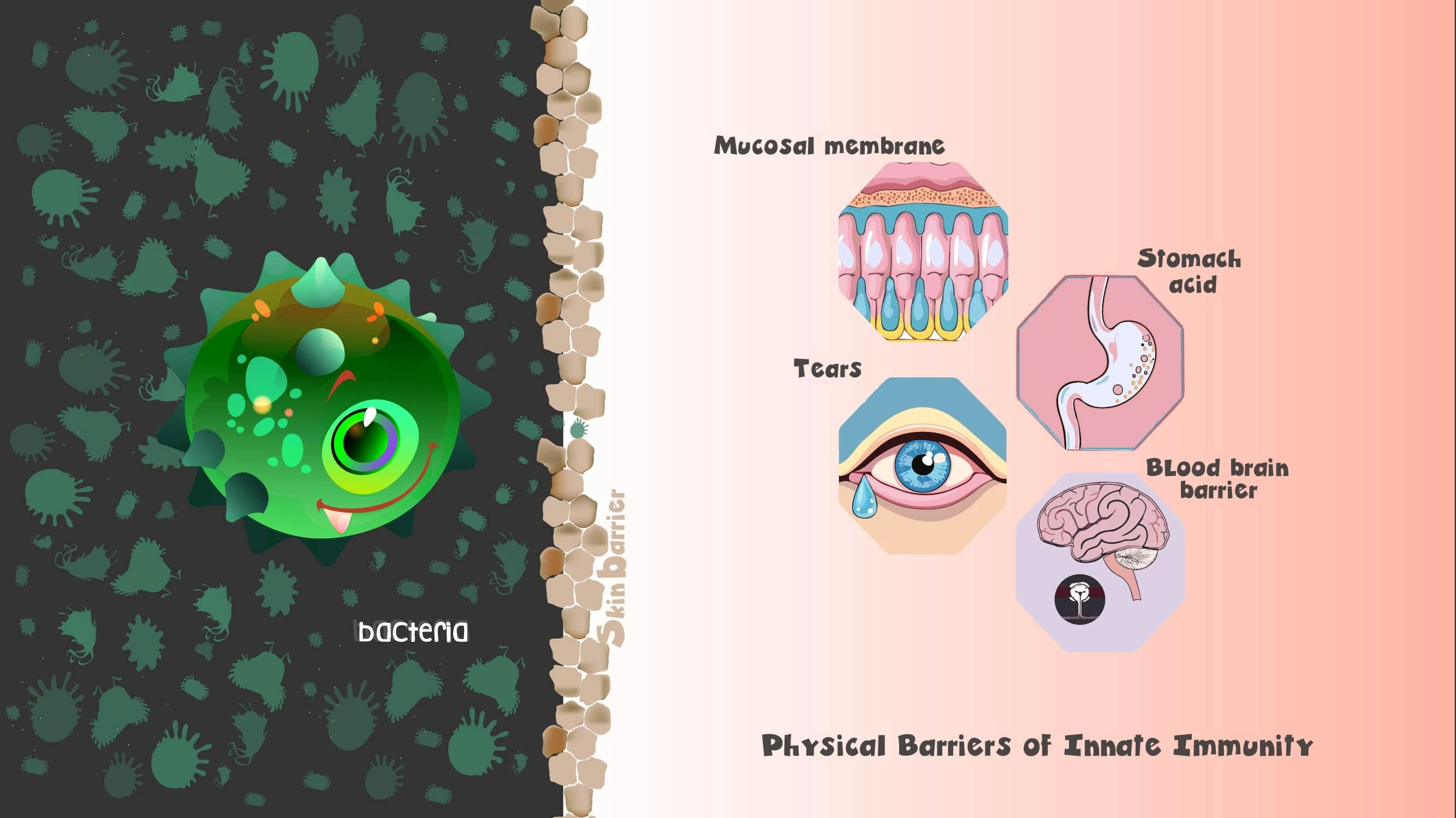 Innate Immunity